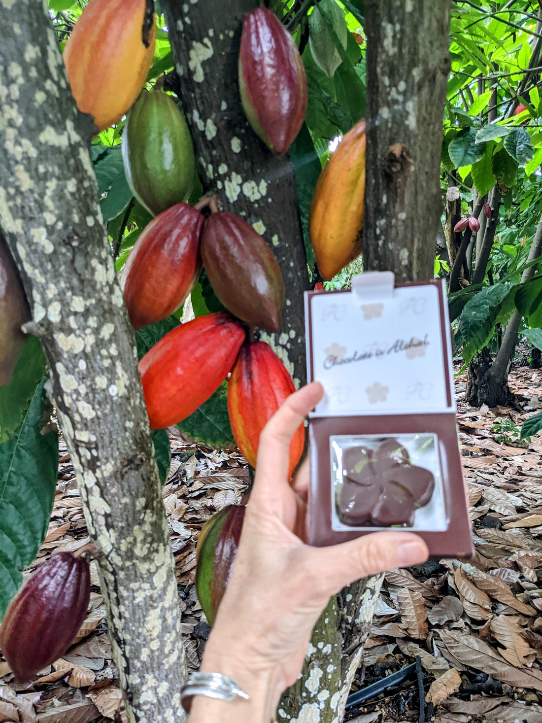 Cacao History in Hawaii