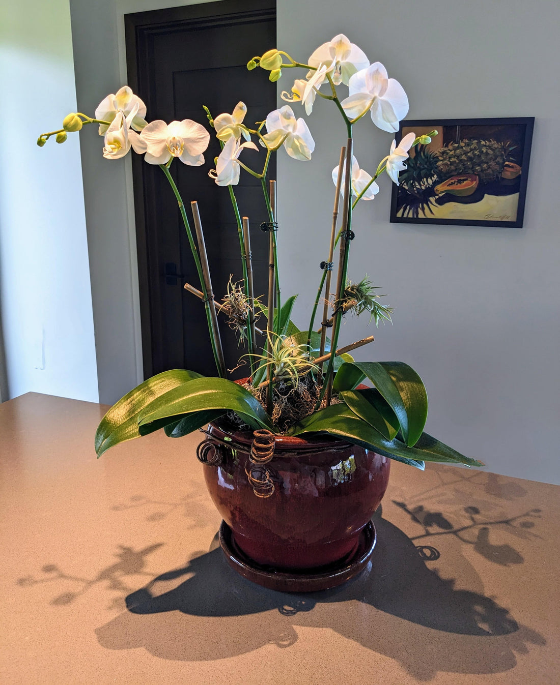 How to care for orchids at home tips