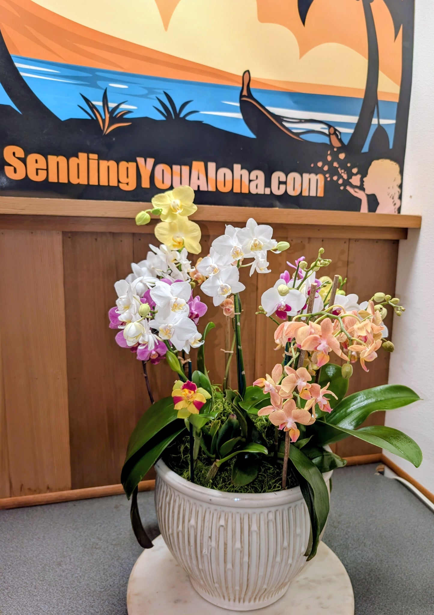 Orchid Plant Arrangements - Local Delivery Only