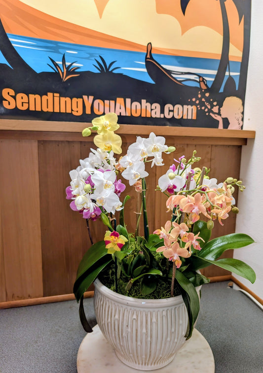 Orchid Plant Arrangements - Local Delivery Only