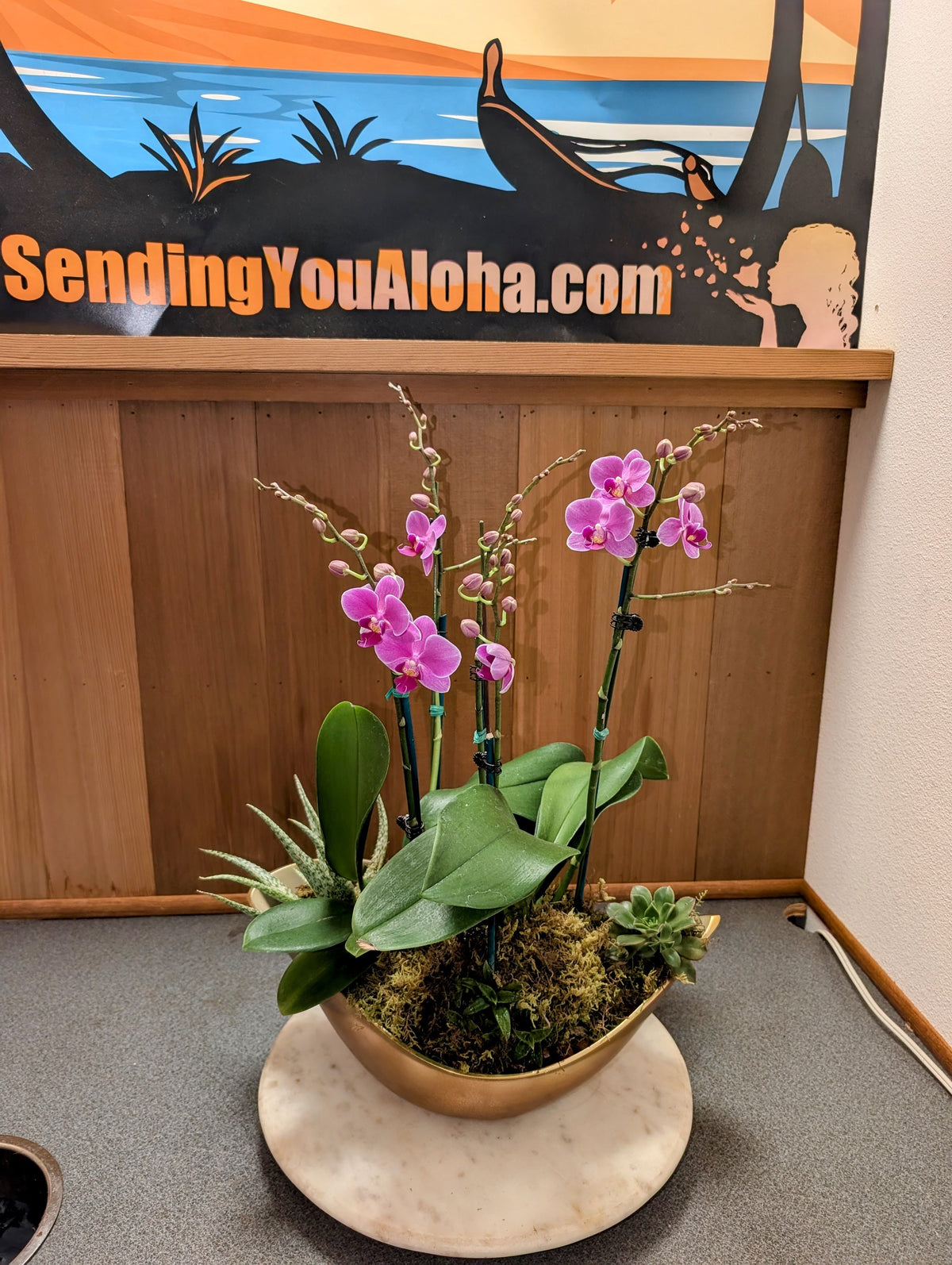 Orchid Plant Arrangements - Local Delivery Only