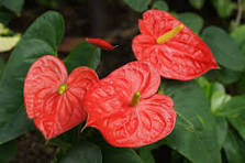 Sending You Aloha Flowers Valentine's Anthurium Plant