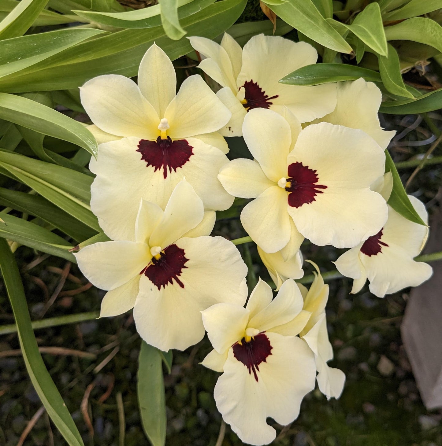 Sending You Aloha orchid Wholesale Orchid Plants