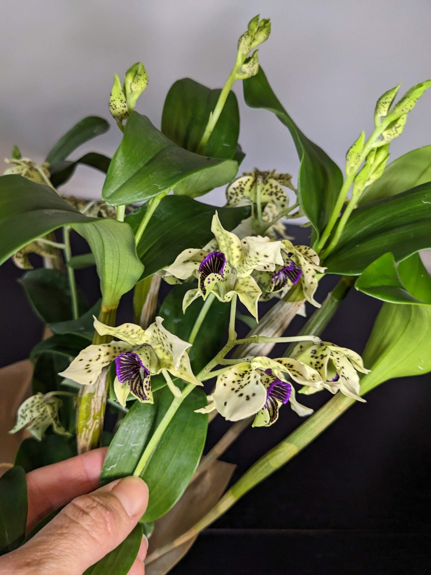 Sending You Aloha orchid Wholesale Orchid Plants