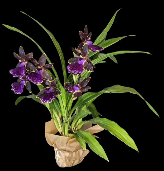 Sending You Aloha plant Orchid Plant