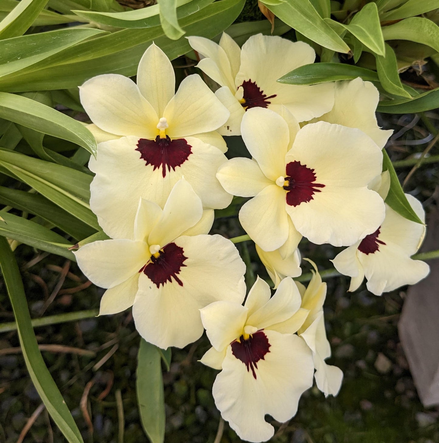 Sending You Aloha Wholesales Orchid Plant Varieties